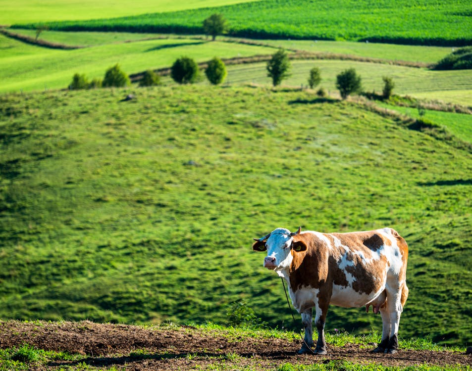 Brown and White Cow Standing on a Beautiful Green Grass Field