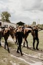 Two Men Walking with Horses