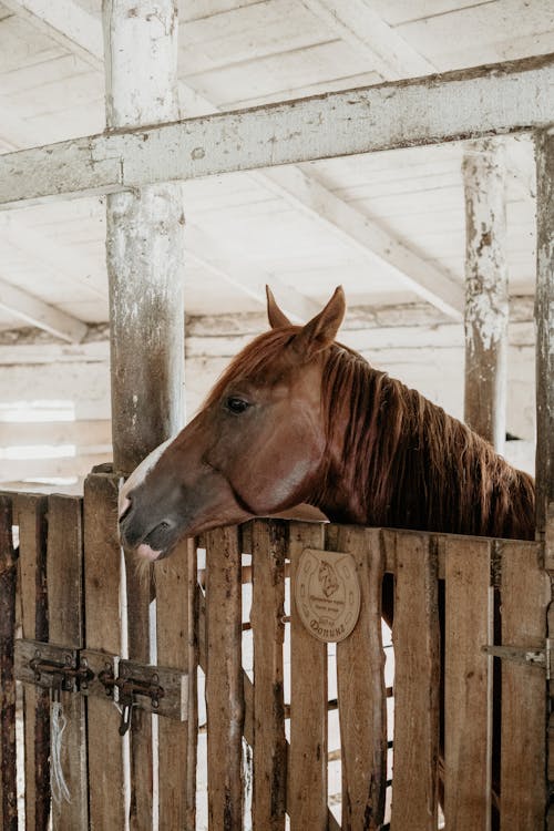 Kostnadsfria Kostnadsfri bild av barnyard, bondgård, brun häst Stock foto