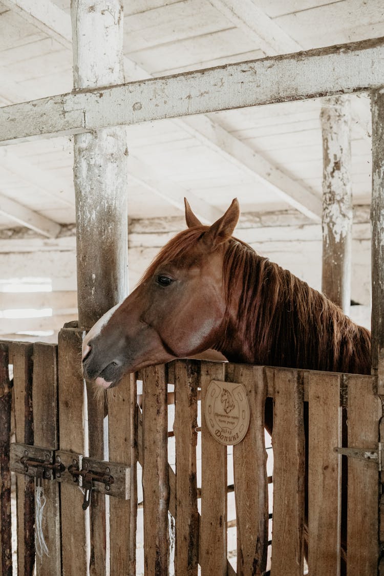 Brown Horse In A Wooden Fence