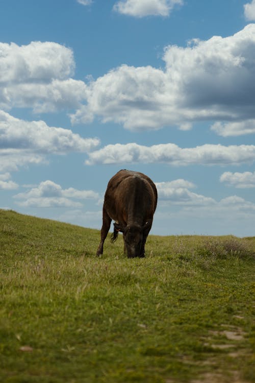 Black cow grazing on lush pasture