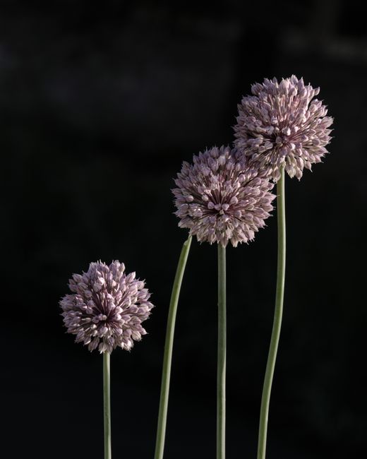 Purple allium flowers stand tall against a dark background, showcasing their delicate blooms.