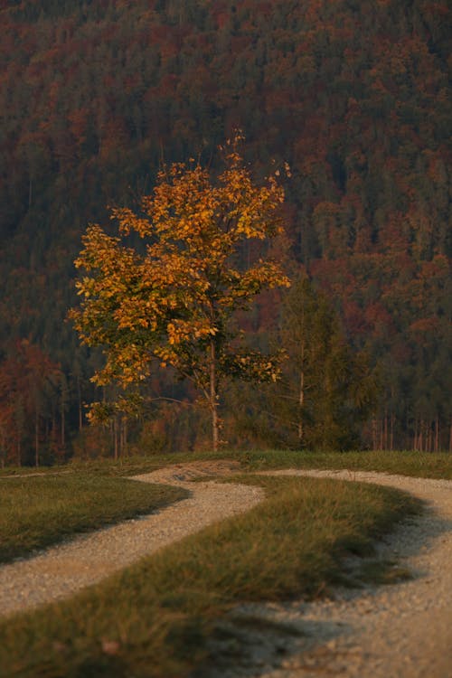 Gratuit Imagine de stoc gratuită din arbori, drum de pământ, fotografiere verticală Fotografie de stoc