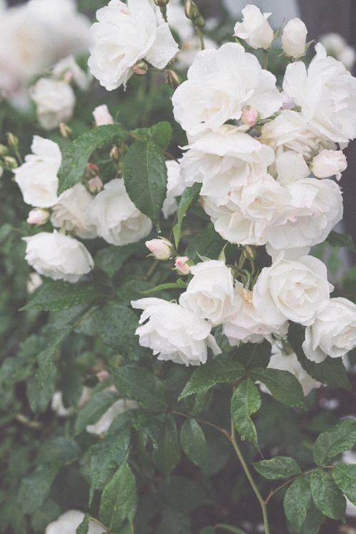 Free Beautiful close-up of white roses surrounded by lush green leaves, evoking a serene natural vibe. Stock Photo