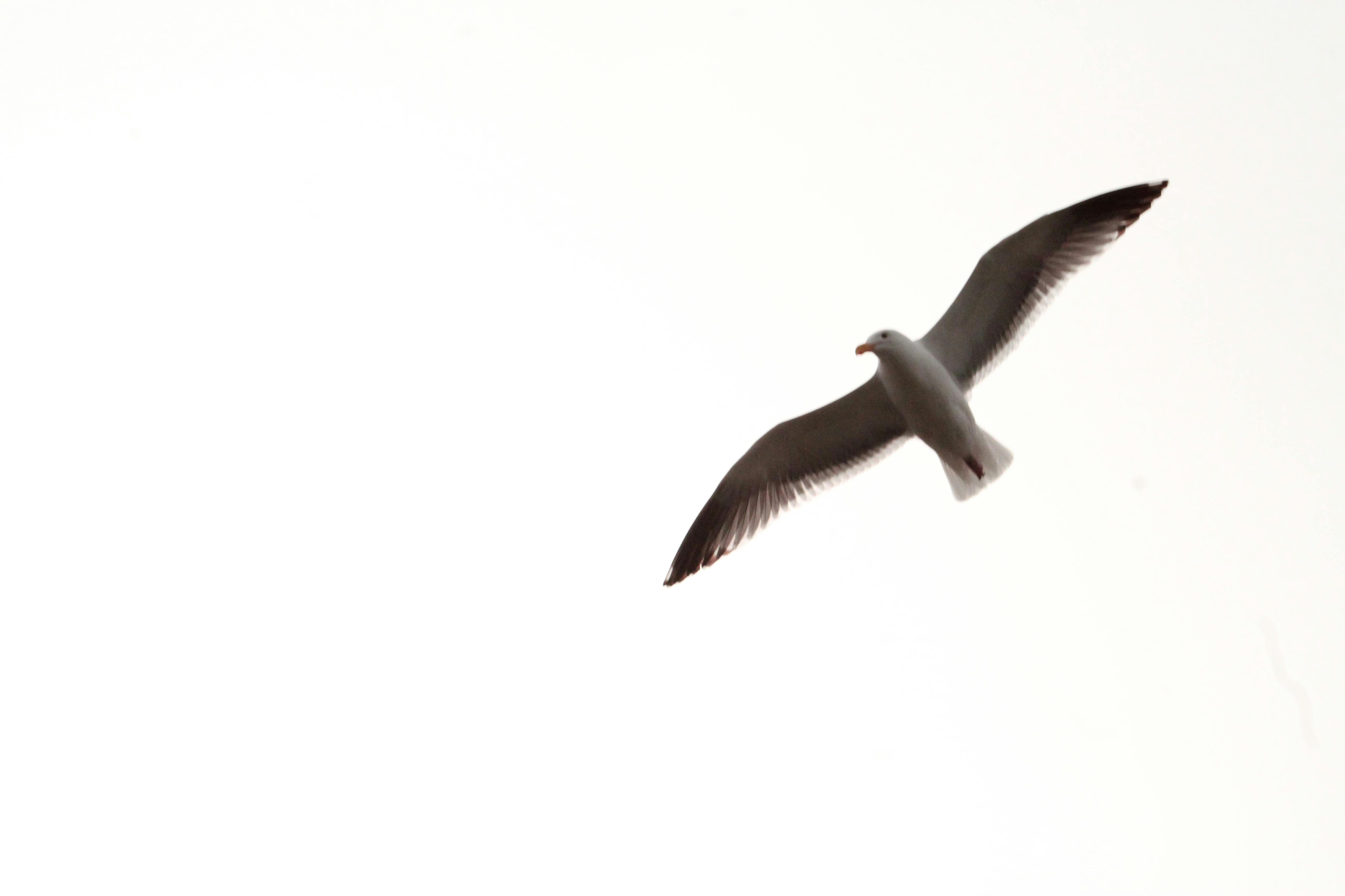 Free stock photo of seagull