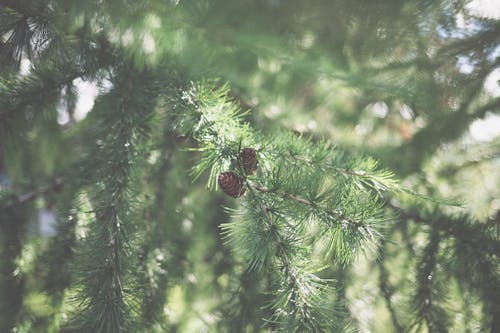 Foto d'estoc gratuïta de arbres, branques, coníferes