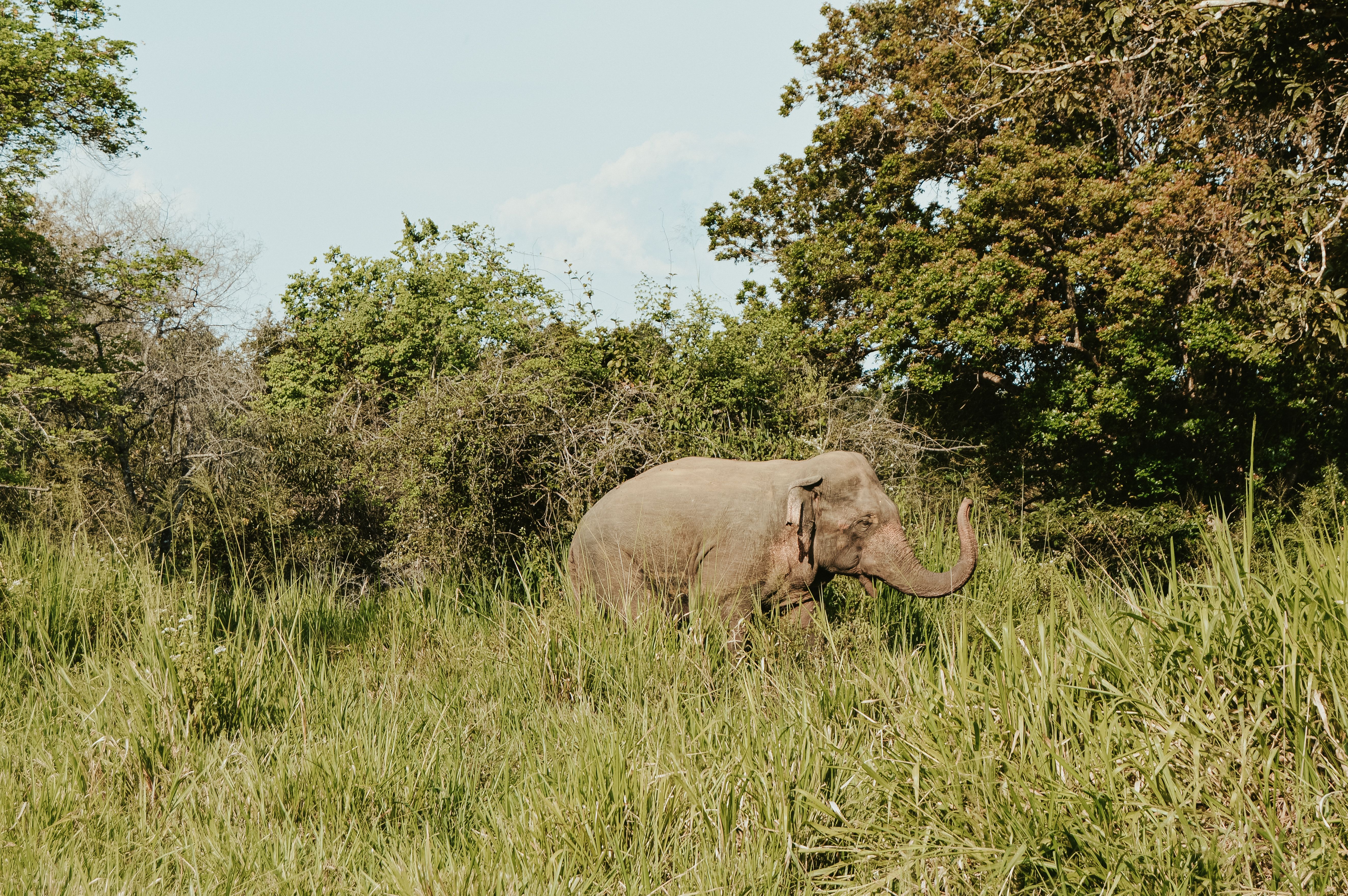 Udawalawe National Park: The Complete Safari Guide (2026)