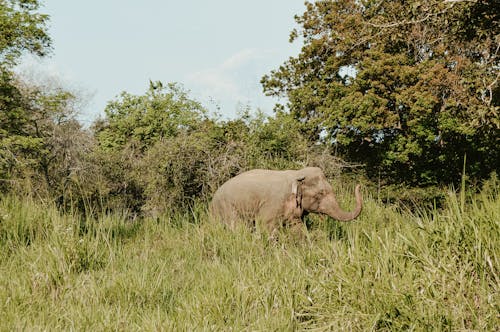 ฟรี คลังภาพถ่ายฟรี ของ กลางแจ้ง, การถ่ายภาพสัตว์, ช้าง คลังภาพถ่าย