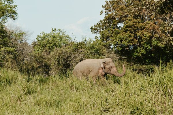 Udawalawe National Park: The Complete Safari Guide (2026)