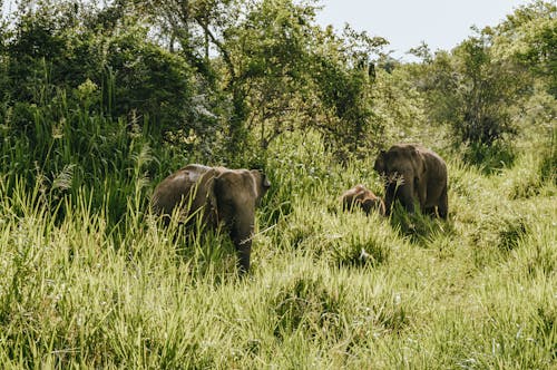 Elephants on a Grassy Field