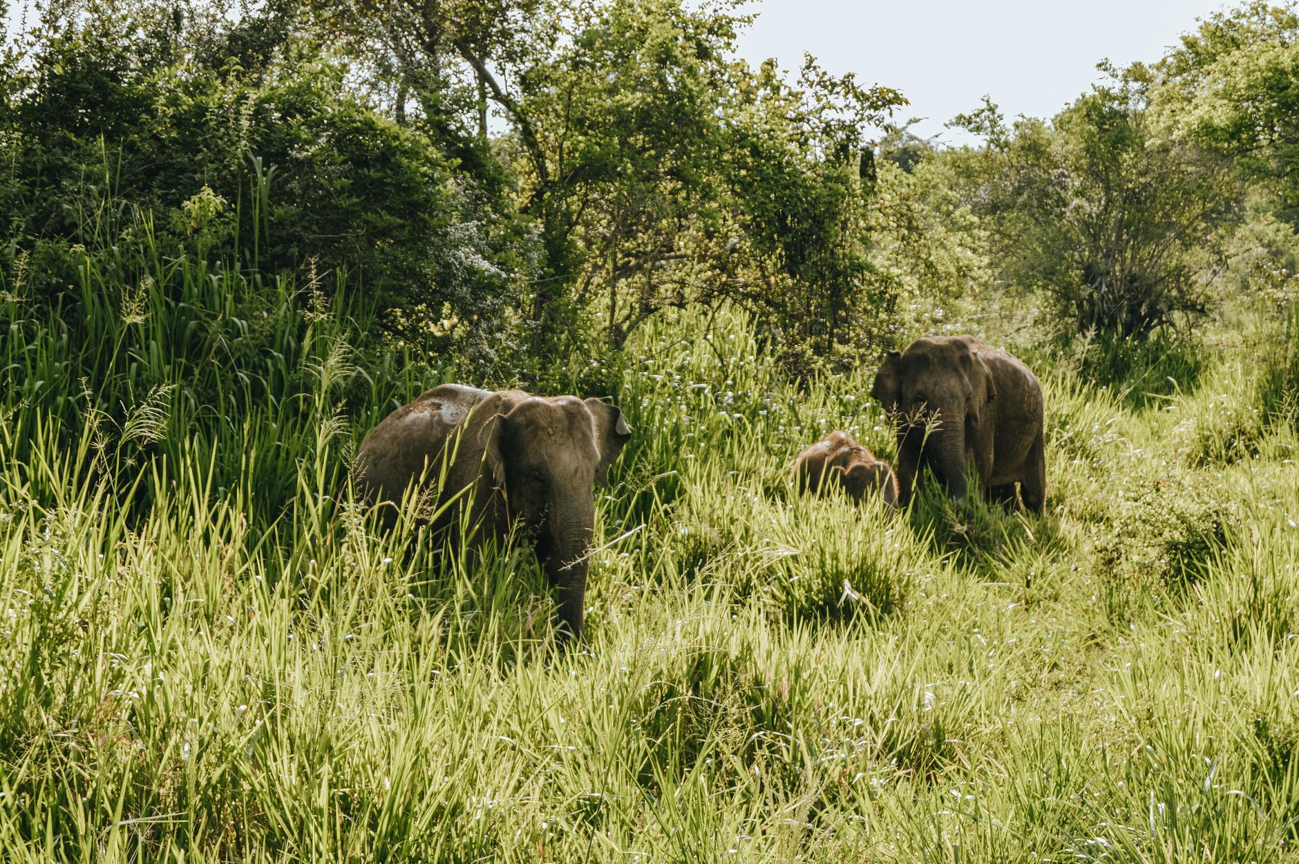 Why the Khao Yai night hike to a salt lick offers the best chance to see wild elephants without the crowds