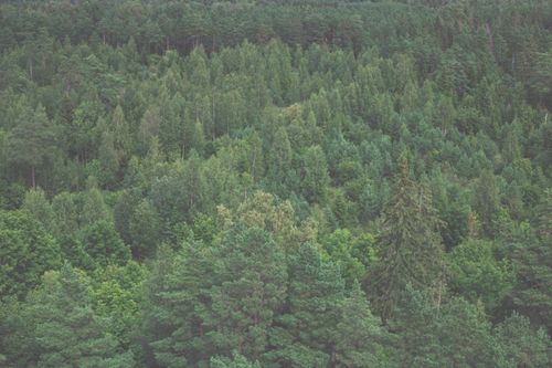 Free Aerial view of verdant forest in Hiiu County, Estonia. Stock Photo