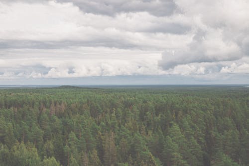 Darmowe zdjęcie z galerii z drzewa iglaste, fotografia lotnicza, fotografia z drona