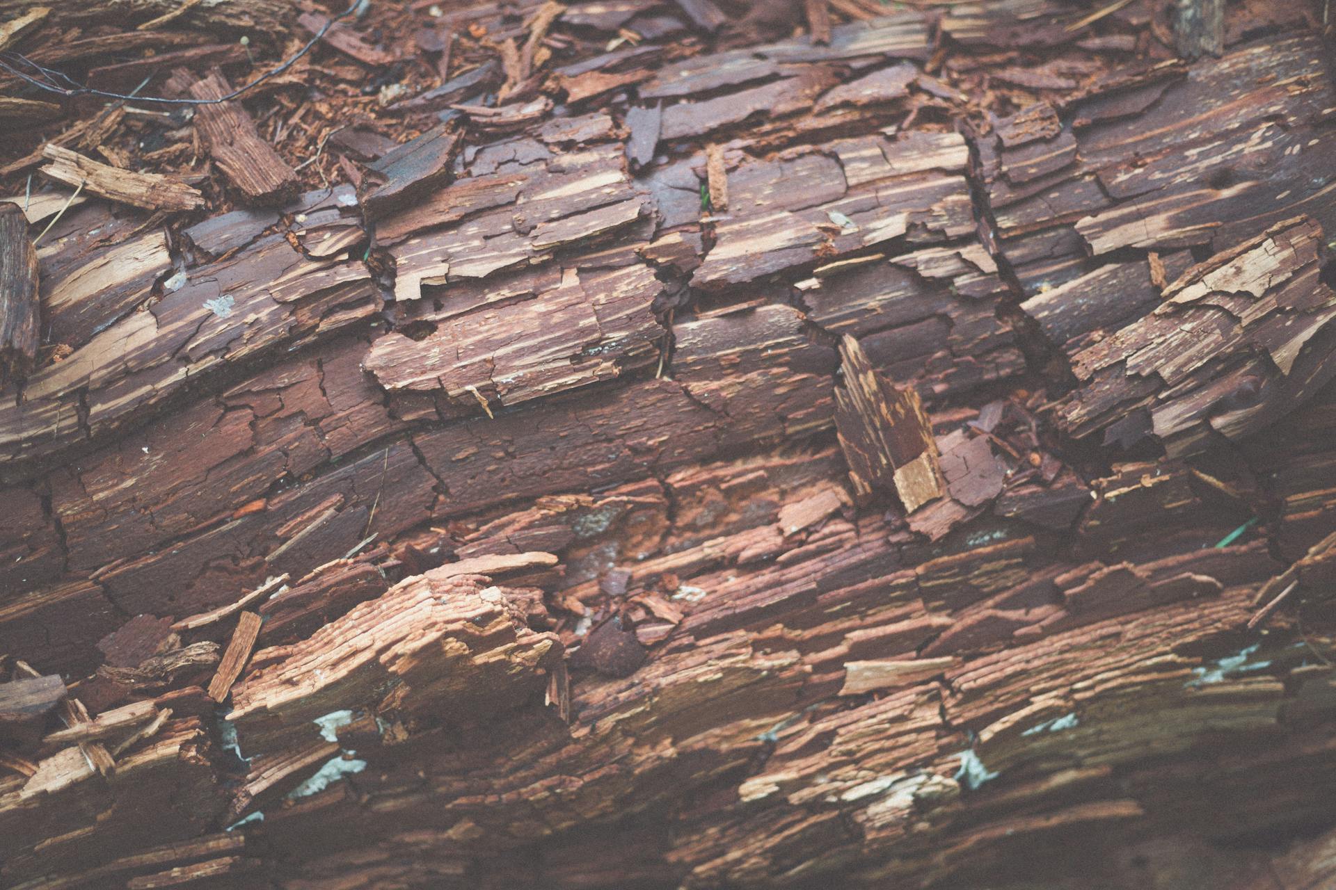 Close-Up Shot of a Damaged Tree Log