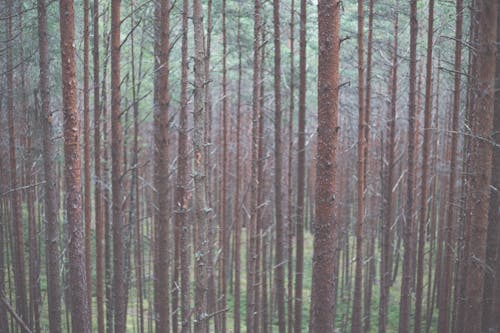 Gratis Foto stok gratis batang pohon, hutan, kayu Foto Stok