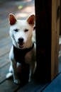 White Short Coated Dog