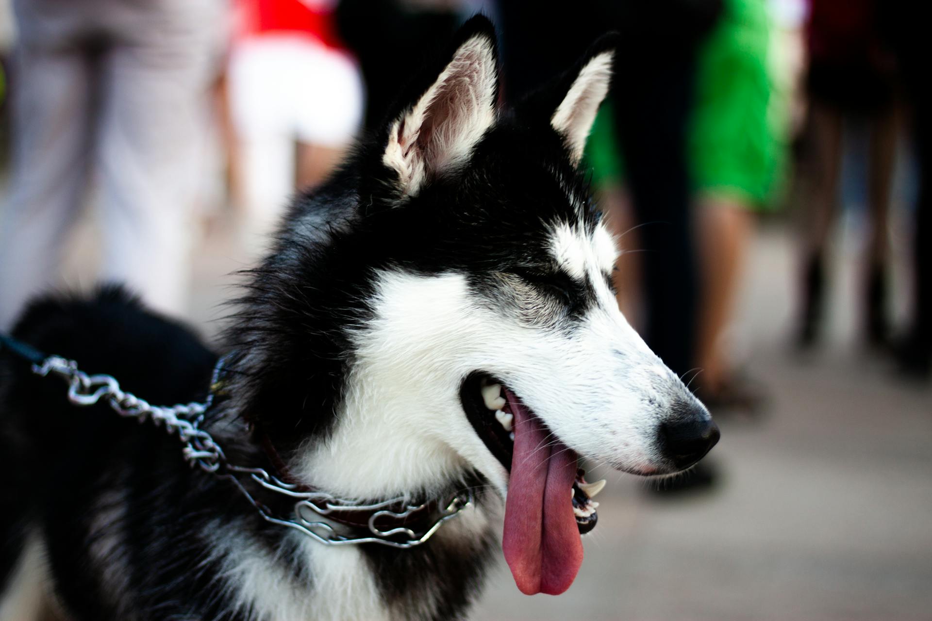 Close-Up Shot of a Siberian Husky