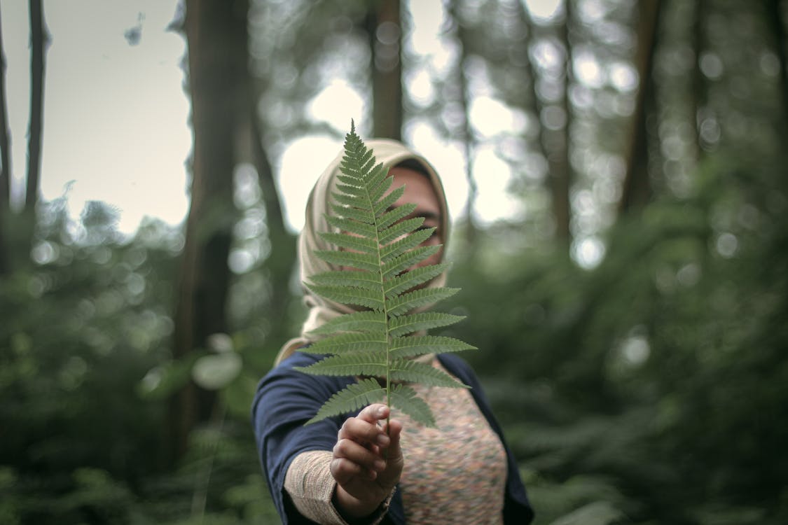 Close-Up Shot of a Person Holding a Fern Leaf