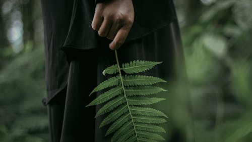 Close-Up Shot of a Person Holding a Fern Leaf