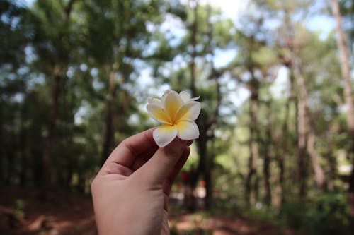 Immagine gratuita di dolce, fiore, fotografia creativa