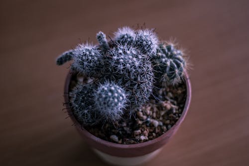 A Cactus Planted in a Pot