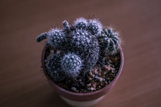 花盆中多刺仙人掌的细节特写，非常适合植物装饰