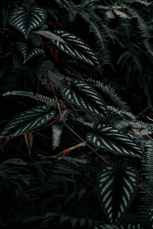 Assorted Plants in the Forest