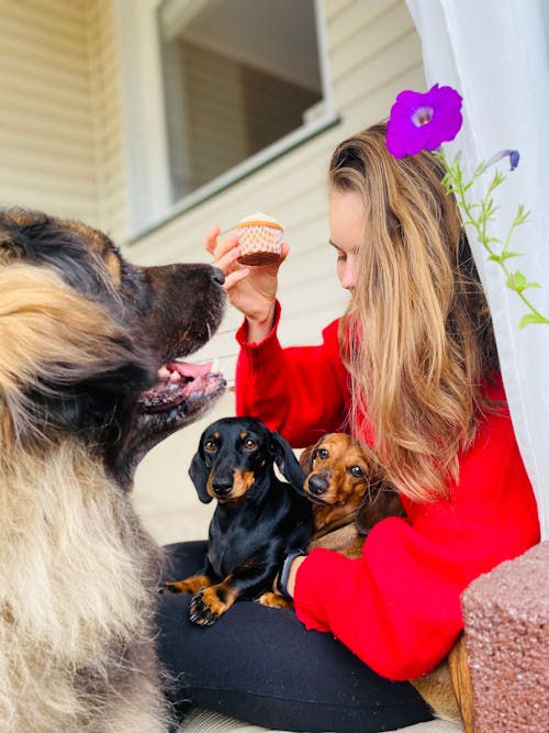 Free stock photo of big dog, cupcake, dachshund