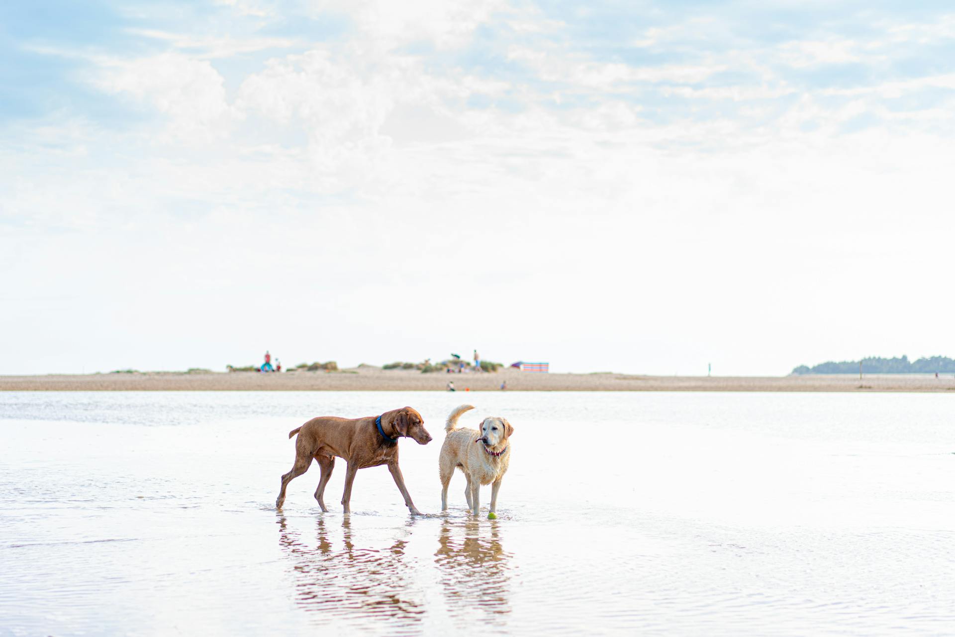 Dogs on the Beach