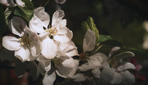 Fotobanka s bezplatnými fotkami na tému flóra, kvet ovocného stromu, kvetinová fotografia