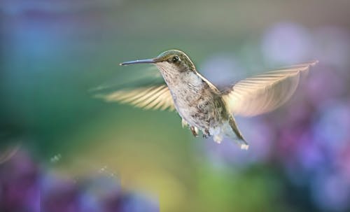 Brown Humming Bird Flying