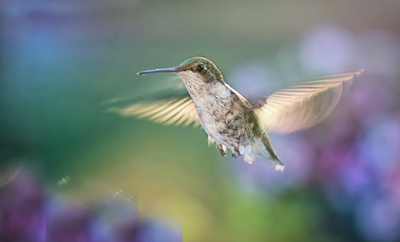Brown Humming Bird Flying