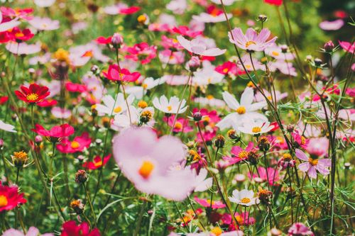 Free Vibrant wildflowers in a summer meadow with hues of pink, white, and red petals under daylight. Stock Photo