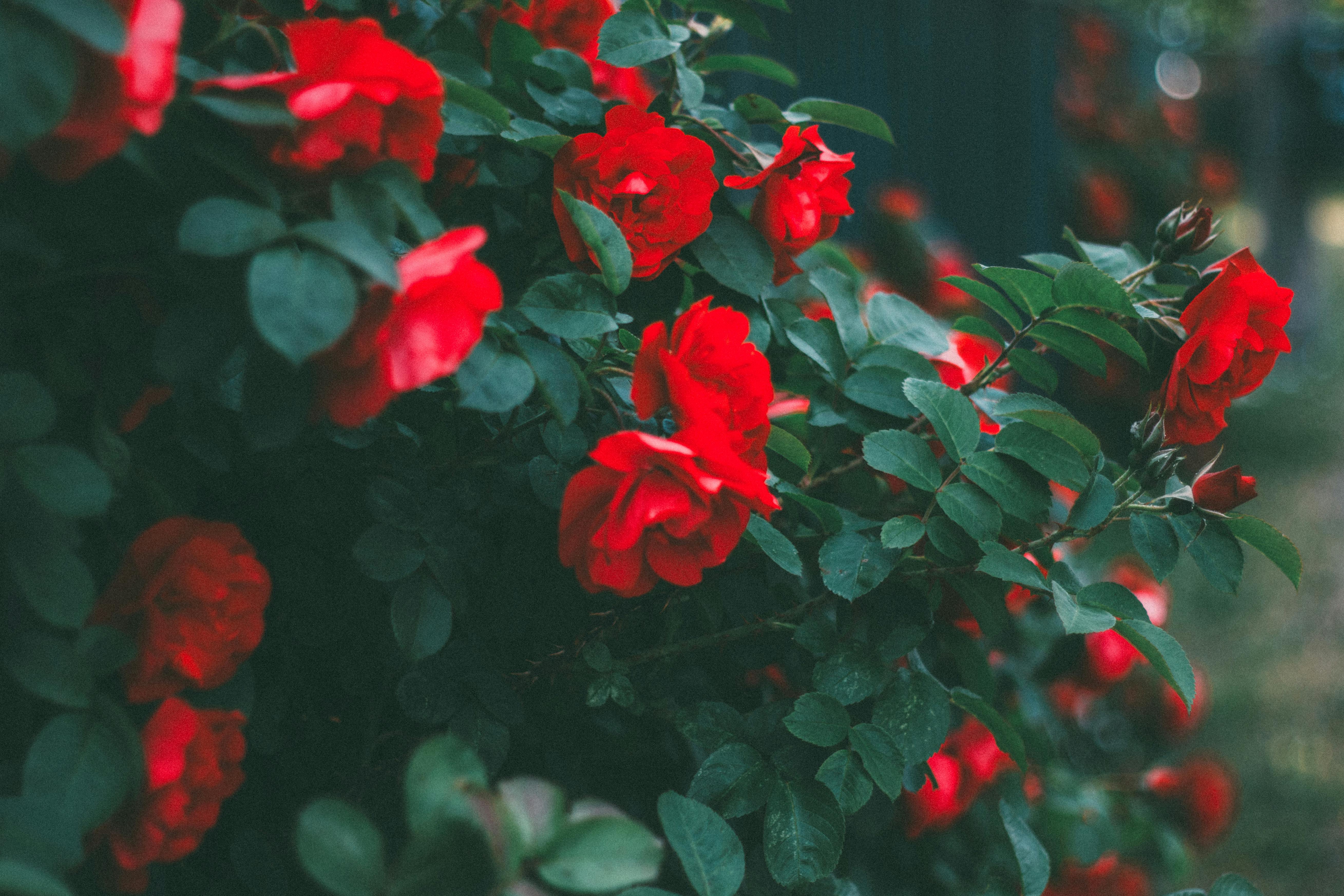 A close-up of vibrant red roses blooming in a garden, showcasing their delicate petals and lush leaves.