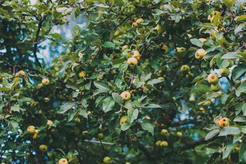 Fotos de stock gratuitas de agricultura, árbol, crecimiento