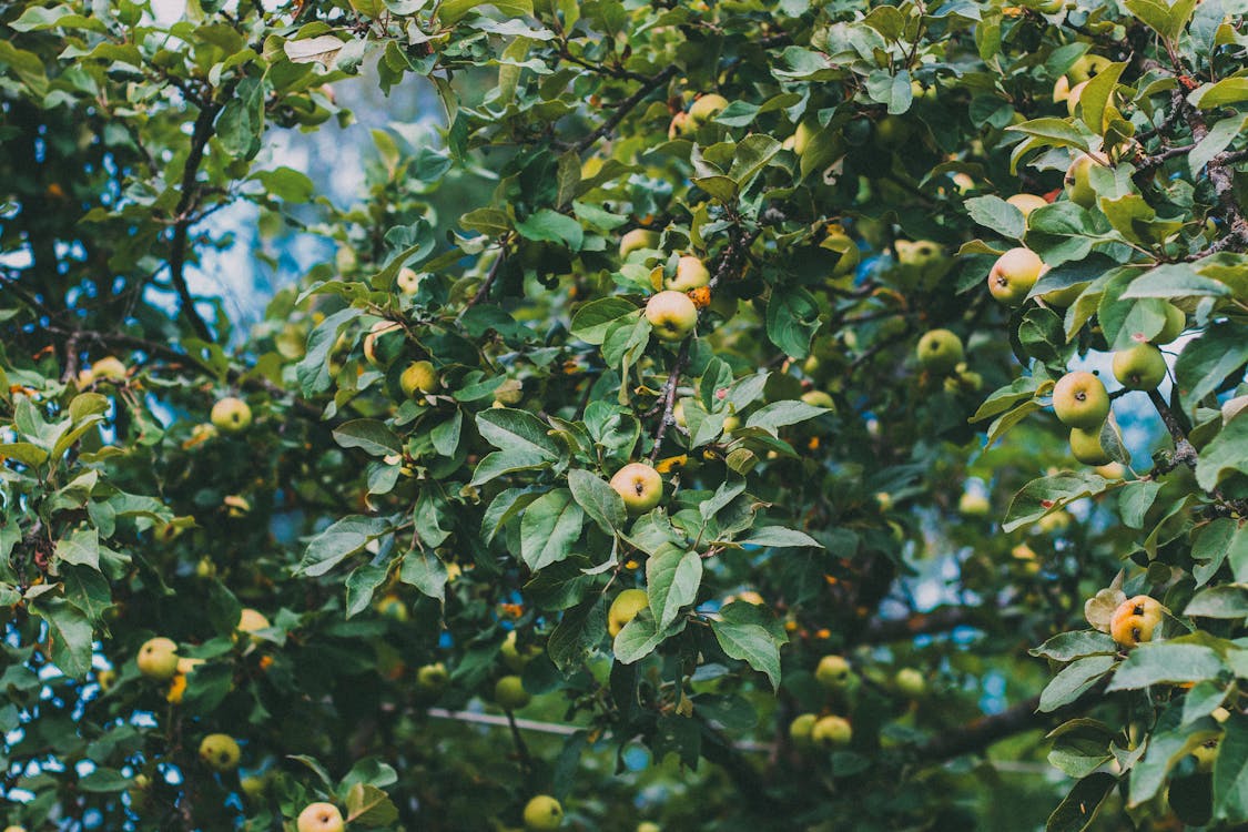 Photo of an Apple Tree