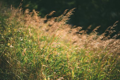 Free A serene sunlit field of grass swaying gently in the breeze, perfect for nature themes. Stock Photo