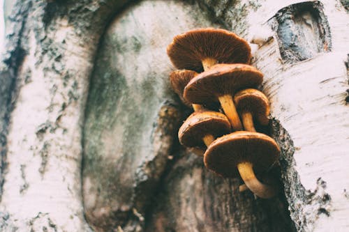 Close-Up Photo of Brown Mushrooms