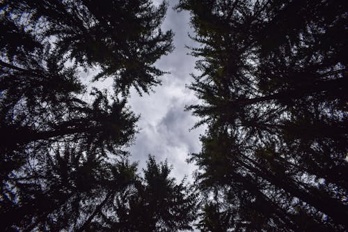 Imagine de stoc gratuită din arbori, codru, natură