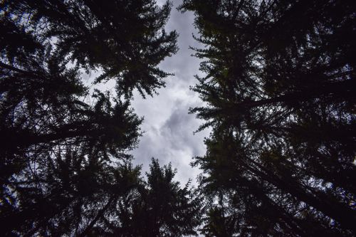 Free Worm's eye view of towering pine trees against a cloudy sky, capturing the serene beauty of nature. Stock Photo