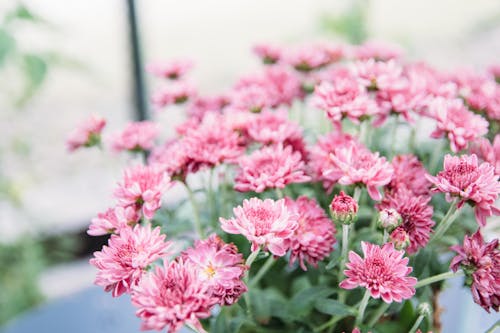 Pink Chrysanthemum Flowers in Bloom