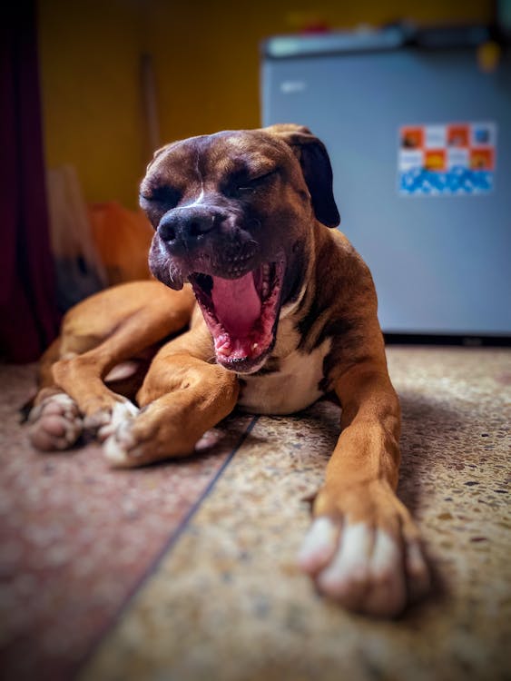 Free Imagine de stoc gratuită din amuzant, animal de companie minunat, câine Stock Photo