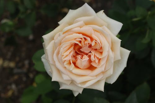 Close-Up Photo of a Light Orange Rose in Bloom