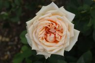 Elegant flower arrangement close-up - Photo by Konevi