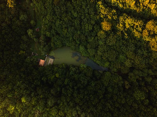An Aerial Photography of a Lake Between Green Trees