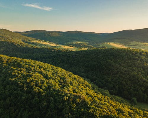 Foto d'estoc gratuïta de arbres, bosc, foto des d'un dron