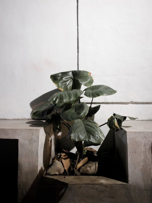 カラテアorbifolia, 垂直ショット, 工場の無料の写真素材