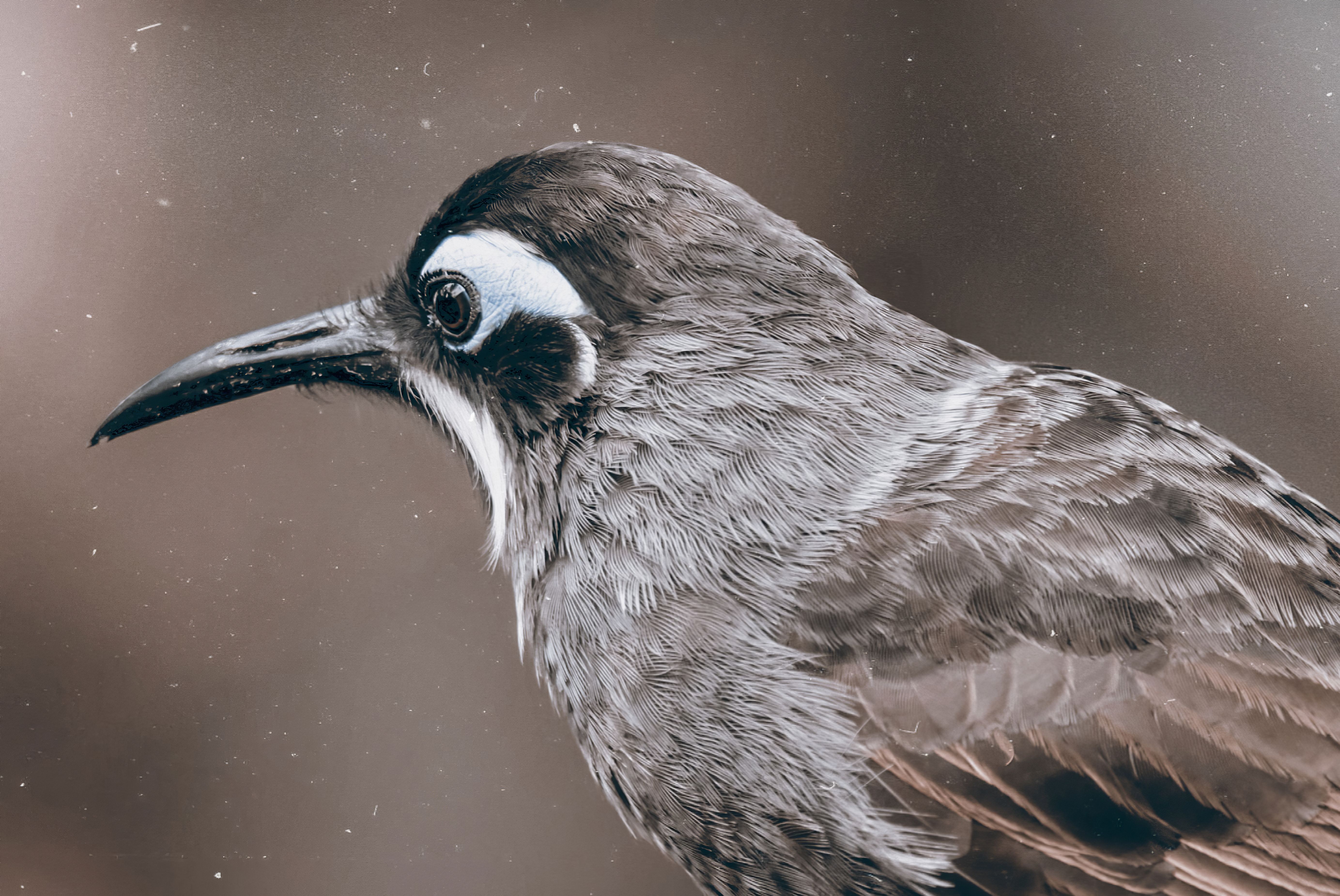 Extreme close-up of a songbird's eye showing retinal detail and pupil