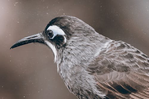 Close-Up Photo of a Black and Gray Bird
