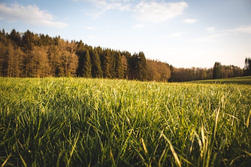 Free Photo of a Green Grass Field During Daytime Stock Photo